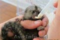 Drăguțe,  sănătoase maimuțe de marmoset
