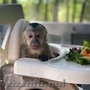 Monkey for sala
